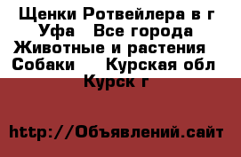 Щенки Ротвейлера в г.Уфа - Все города Животные и растения » Собаки   . Курская обл.,Курск г.